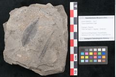 Foto (Objekt + Etikett) von Cassia hyperborea Unger (NHMW-GEO-2024-0188-8050)